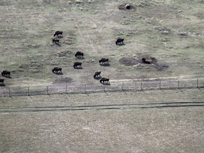 Oil companies are required to return the land to its original condition and this reclaimed section, populated with Wood Bison, is not far from the pond.