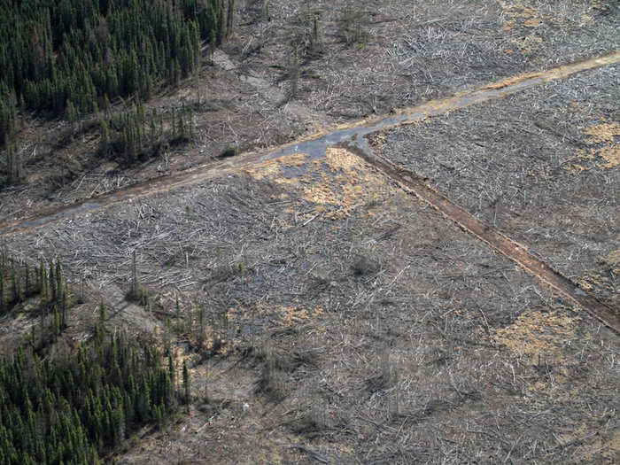 First they cut down all the trees.