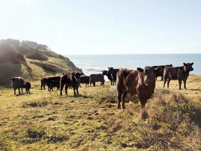 Though New Zealand is far from the US, Niman says ranches there can raise cattle at peak condition when it’s wintertime in North America.