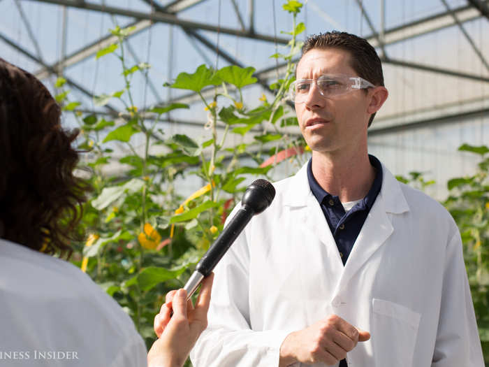 Jeff Mills, a melon breeder at Woodland, oversees a greenhouse of about 1,200 melon plants. He breeds them with other varieties containing seeds that are expected to produce specific traits based on genetic testing done in the lab.