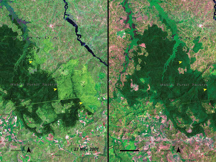 And deforestation continued to take a toll as time went on, as evidenced by this pair of images of the Mabira Forest in Uganda in 2001 (left) and the same area just 5 years later (right).