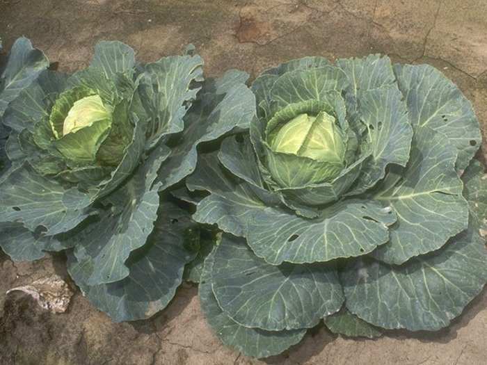 Cabbages