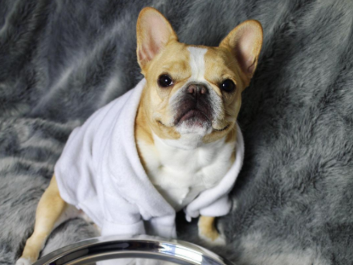 Beauty brands are now paying dogs and cats to tout their products in Instagram ads