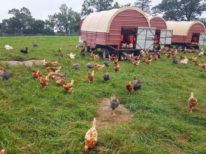 The farm raises chickens, sheep, pigs, and turkeys. The chickens