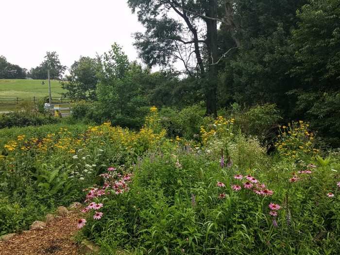 This wildflower patch feeds the bees, whose hives you can see in the colored boxes in the back left. The bees, in turn, pollinate the plants. Everything is about symbiosis here.