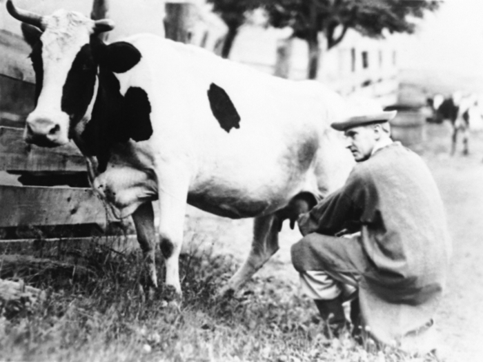 Calvin Coolidge, then-Governor of Massachusetts, milks a cow at his father