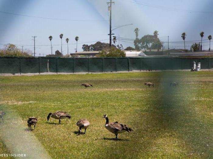 I passed only a handful of people — but hundreds of seagulls flew overhead. Their feathers littered the streets and building roofs. Geese laid claim to an unused soccer field.