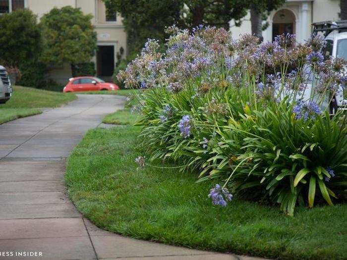 They own the sidewalks and these perfectly manicured shrubs.