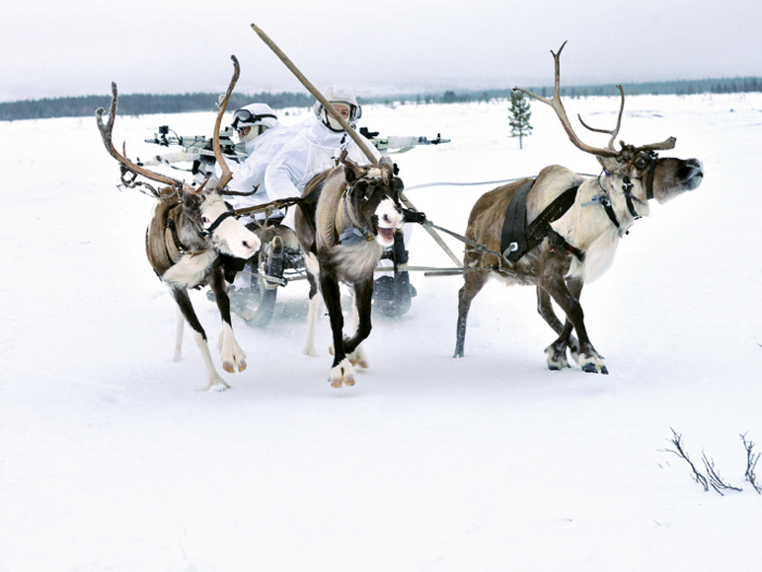 The reindeer require less maintenance and fuel than motorized vehicles and can cover great distances without getting tired.