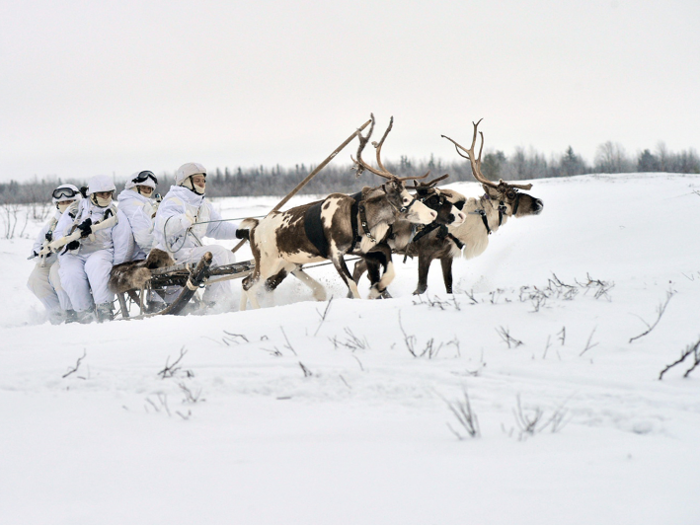 Russia still uses animal transports, like reindeer seen below, for certain kinds of missions in the Arctic.