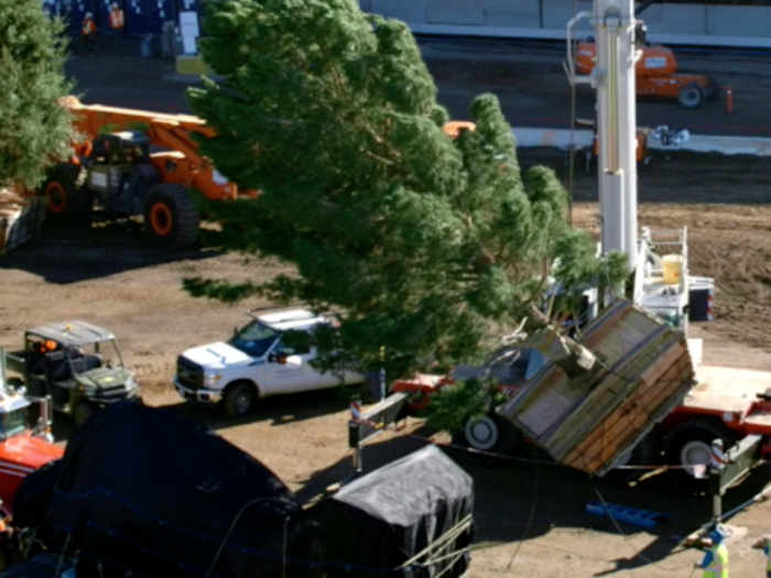 Apple decided to plant mature trees to make the campus green quicker.