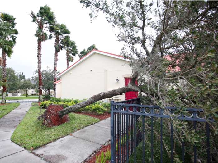 This felled tree in a condo community in Kissimmee narrowly missed hitting a home.