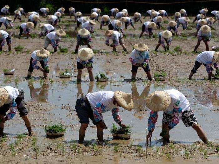 1,215 Taiwanese farmers broke a Guinness World Record by planting rice seedlings for 5.1 acres in just 16 minutes and 20 seconds.