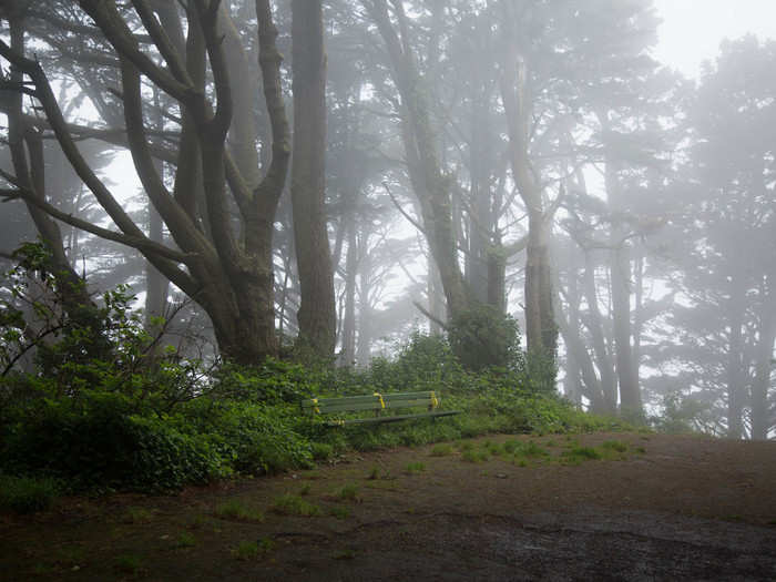 I passed a few people walking their dogs but was otherwise totally alone. The fog rolled in through the tree tops, making me feel like I had been transported to an episode of "The Twilight Zone."