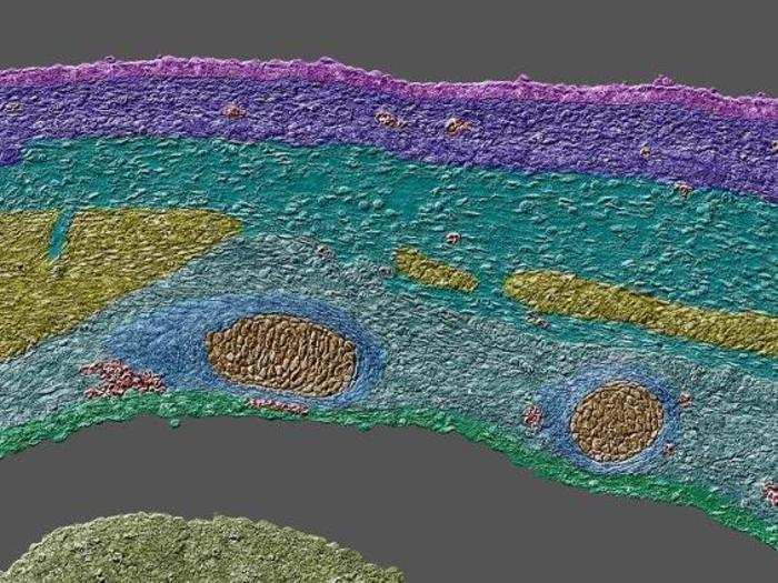 An impressive profile of a mouse embryo wall.