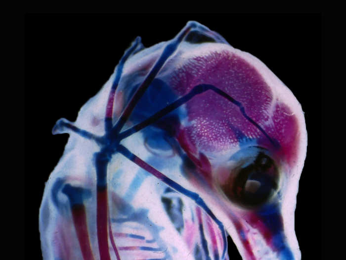 A bat fetus with see-through skin and bones.