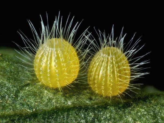 Two Maestra butterfly eggs are nestled together on a leaf.