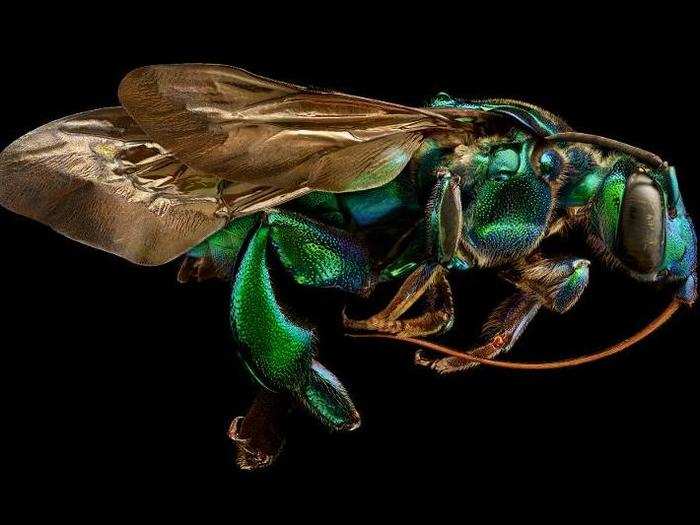 An orchid cuckoo bee shines like metal.