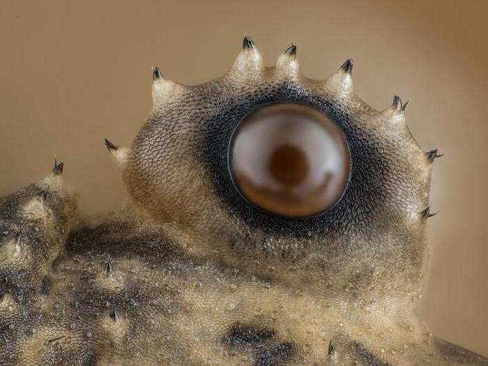 When you look at a daddy long-legs, these are the eyes looking back at you.