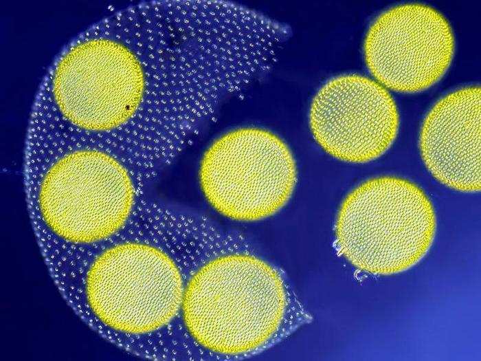 This Pac-Man-like photo is the third-place winner. It shows a colony of volvox algae bursting open.