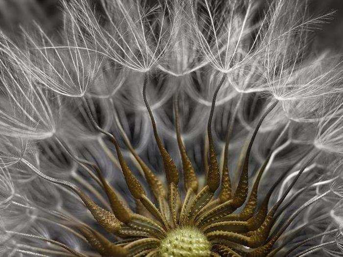 This image came in second. It shows the seed-filled head of a groundsel flower.