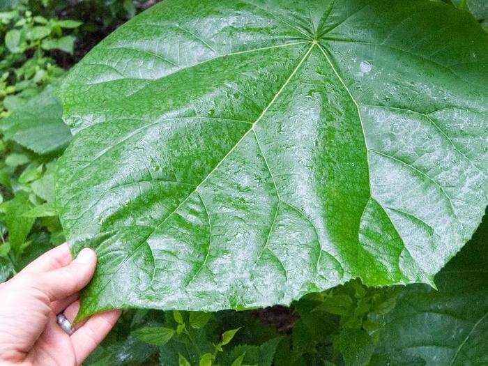 The island sub-canopy is covered in plant both small and large.