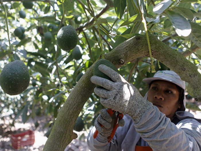 Rogers said Apeel creates more opportunities for produce to be grown in untapped areas, like Peru, that have lower land values and labor costs than, say, California.