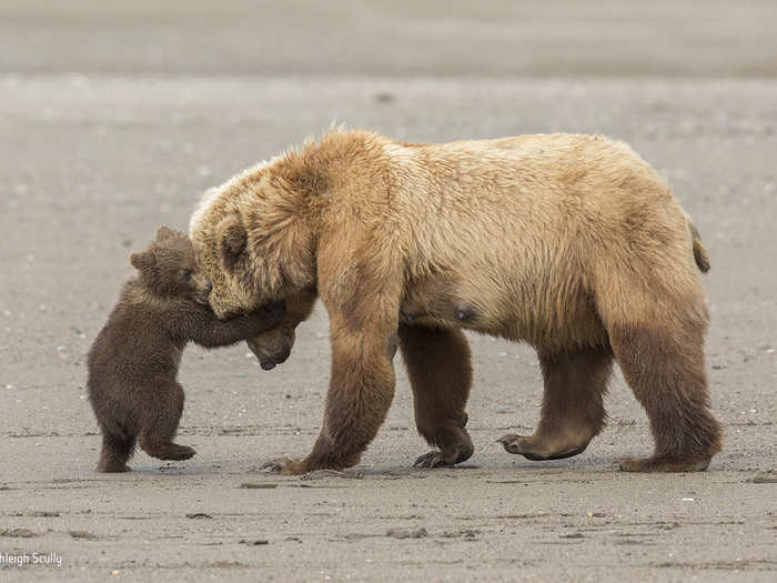 This brown bear cub in Alaska