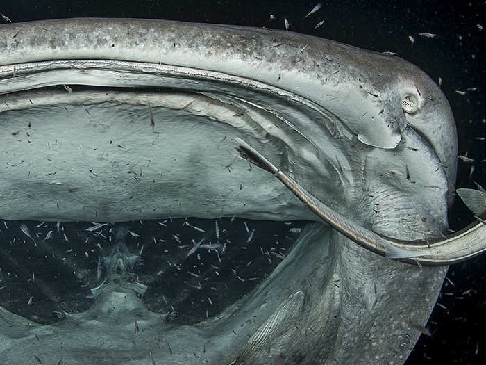 This whale shark swimming near the Maldives was inhaling a snack as a remora fish aimed to position itself on the shark