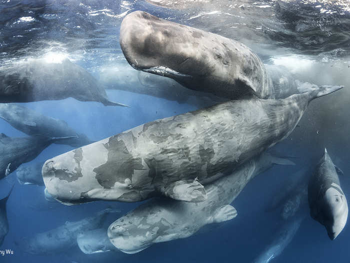 A group of dozens of sperm whales met off the coast of Sri Lanka to socialize for a few days, rubbing against each other to remove dead skin.