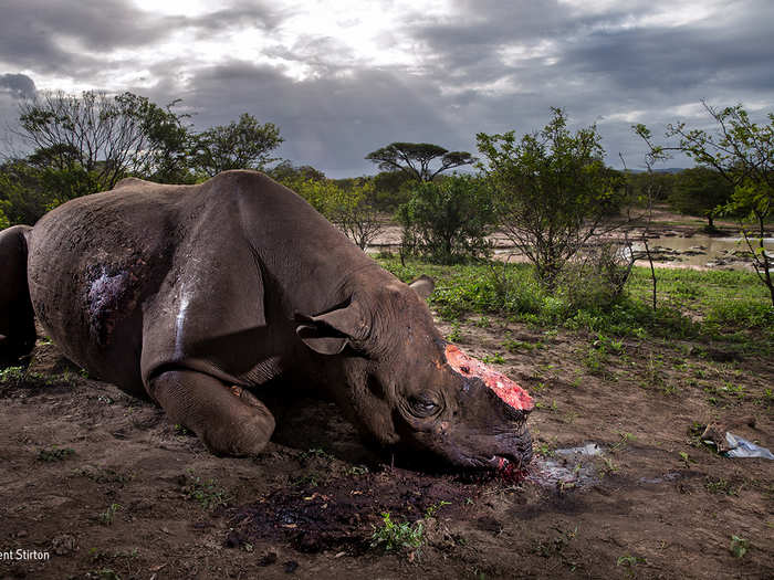 Shot and de-horned by poachers, this dead black rhino bull lies on the ground in South Africa