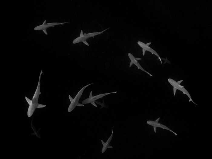 Sandbar sharks circle as they come together to feed or spawn in O‘ahu, Hawaii.