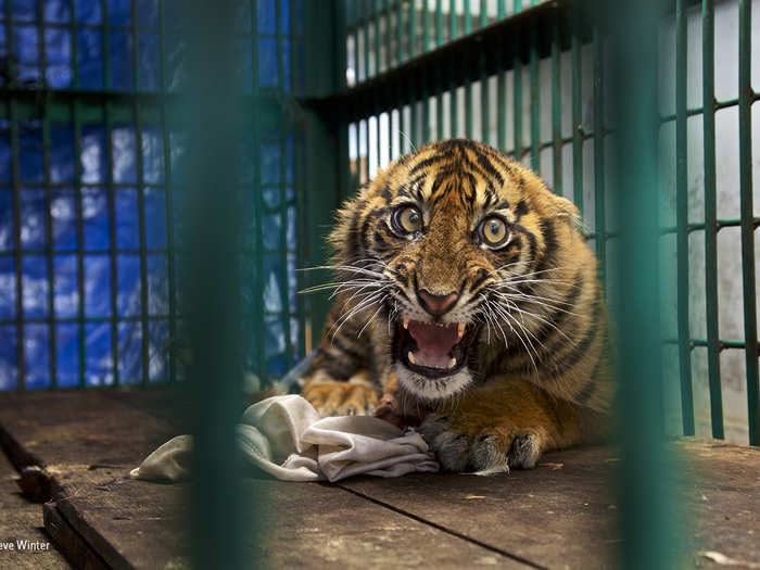 This Sumatran tiger cub was saved from a snare in a rainforest in Aceh Province on the Indonesian Island of Sumatra by an anti-poaching patrol.