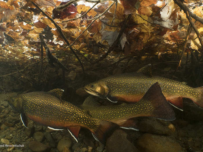 These brook trout were battling for a position as a female prepared to lay eggs in her nearby nest in Magalloway River, Lincoln County, Maine.