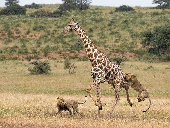 Lions rarely attack giraffes, but Michael Cohen thinks these two in Kgalagadi Transfrontier Park, South Africa, may have noticed that the animal