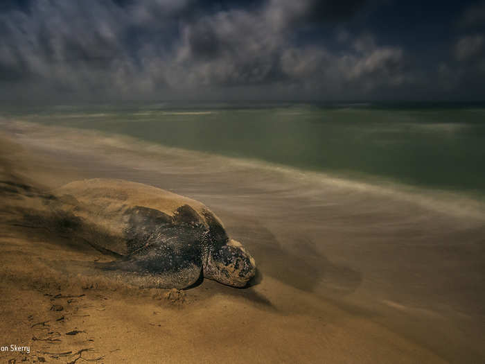 A nesting leatherback turtle journeys back to the ocean in Sandy Point National Wildlife Refuge, St. Croix, US Virgin Islands.