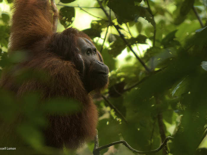 This male orangutan swung down to the ground for a snack in Gunung Palung National Park of Borneo.