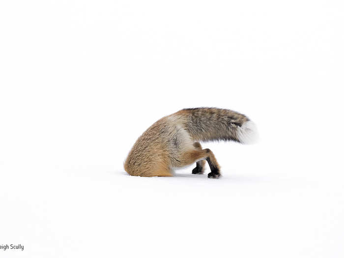 This red fox took a dive into a snowdrift in Yellowstone National Park, Wyoming, while trying to capture a vole — unsuccessfully.