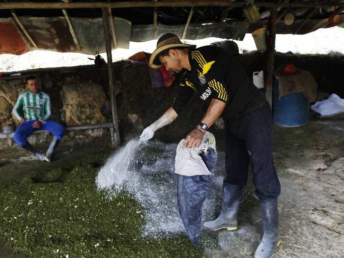 Gonzalo sprinkles cement over mulched coca leaves to prepare them to make coca paste. The cement is used as a binding agent on the mulched leaves.