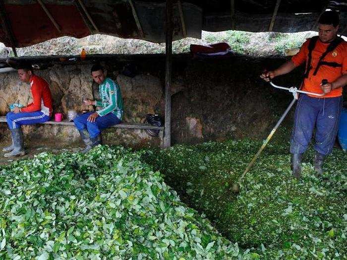 Edgar mulches coca leaves with a weed eater as the first step in making coca paste at a small makeshift lab in Antioquia, January 6, 2016. Next to him the laborers who harvested the leaves eat their breakfast.