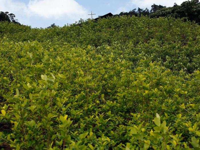 Coca plants grow just two months a year amid the lush greenery of the Colombian countryside. Below, a coca field owned by Edgar and his father, Gonzalo, stands ready for harvest in the mountain region of Antioquia, Colombia, January 7, 2016.