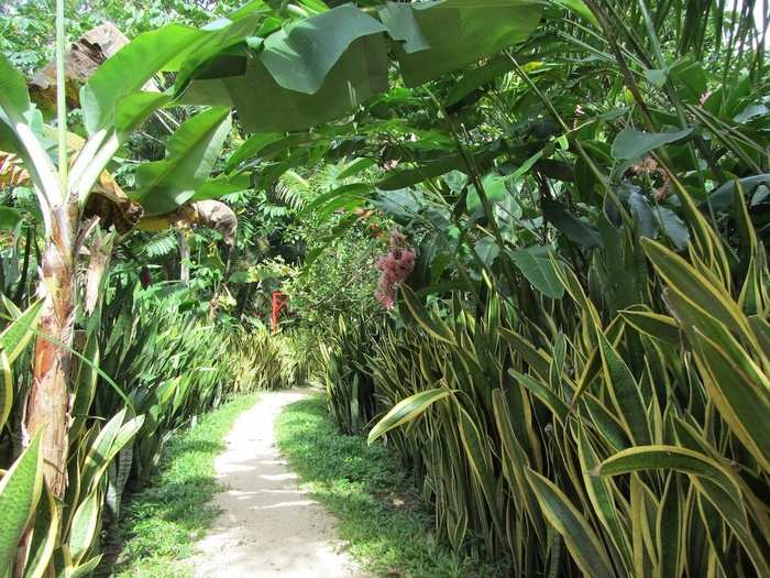 The Snake Plant has "got good juju going for it," Schechter said.