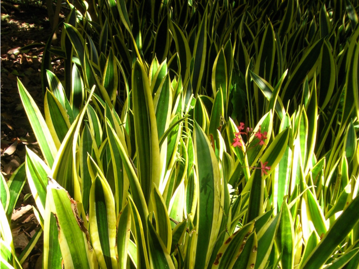 The Snake Plant is sometimes called "viper