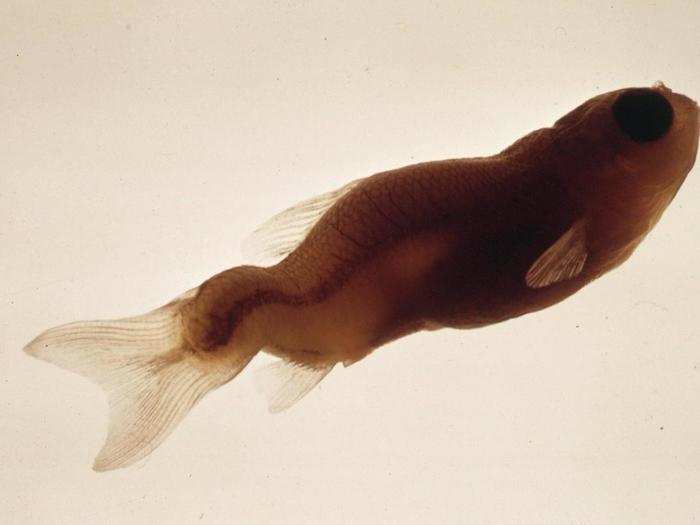 This 1973 photo shows the severely deformed spine of a Jordanella fish, due to methyl mercury present in the water in Duluth, Minnesota.  The EPA now uses the Clean Water Act to prohibit companies from contaminating water.