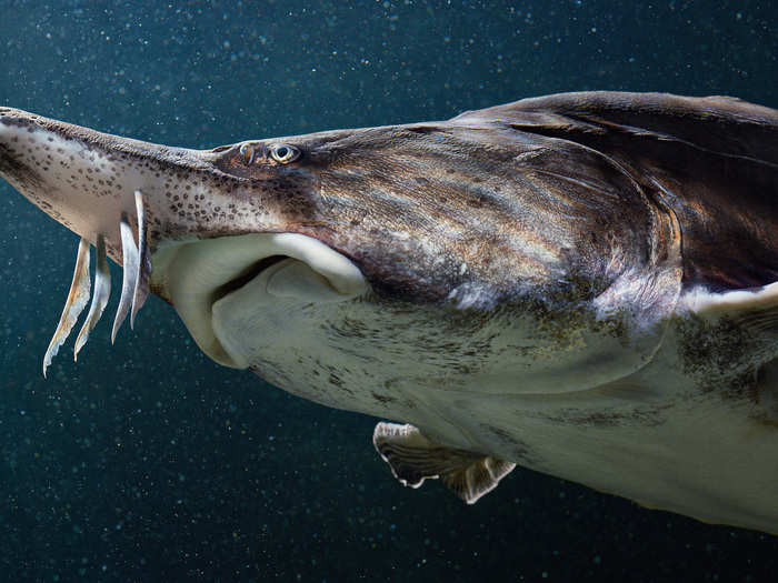 It used to be possible to find 16-feet-long Beluga sturgeon in and around the Black and Caspian Seas. But those giants are gone, and the small ones still around are threatened by people who harvest their valuable eggs.