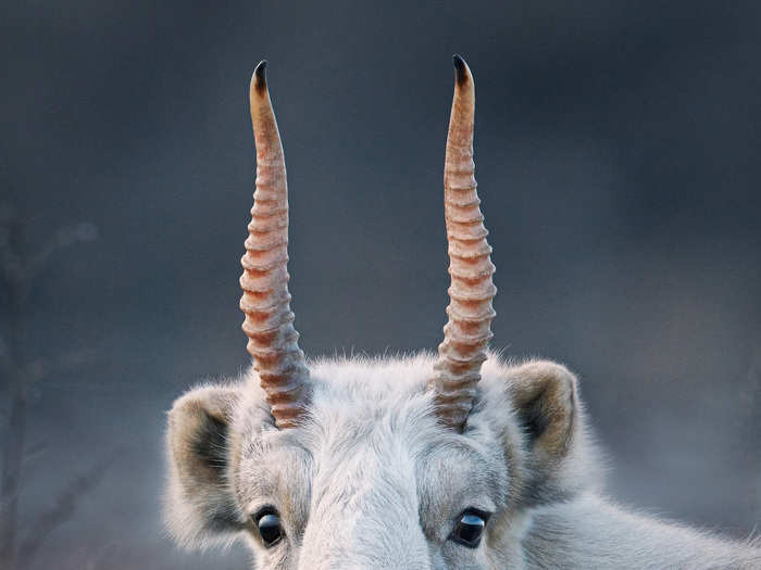 Saiga antelope have survived since the ice ages — the species has shared the world with woolly mammoths and saber-toothed cats. But catastrophic disease and poaching have put the species in a critical place.