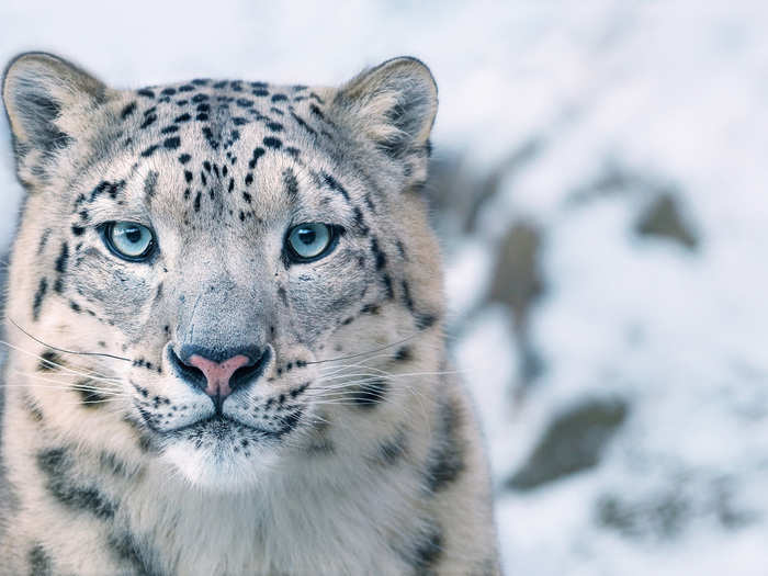 Snow leopards, among the most elusive cats in the world, are losing their habitats as forests move up the slopes in the warming Himalayas.