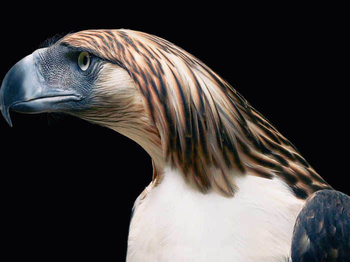 The Philippines has started to employ indigenous people to replant the forests that Philippine eagles live in, and to try to prevent poaching.