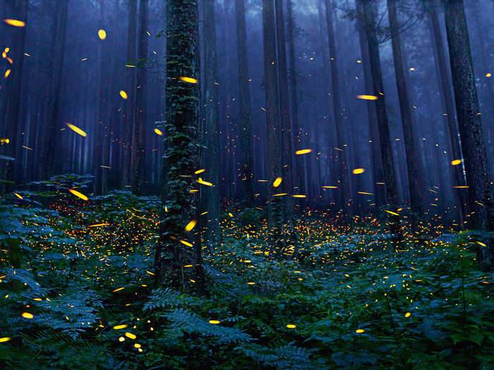 Fireflies are helping us learn how bioluminescence works, though light pollution and loss of forests threaten these creatures.