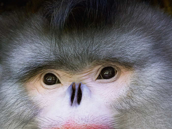 Yunan snub-nosed monkeys were believed to be extinct before one was spotted in 1962 — though the remaining populations are small and isolated.